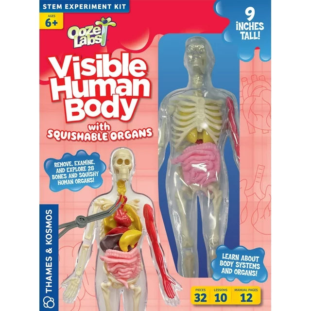 Visible Human Body with Squishable Organs: Ooze Labs